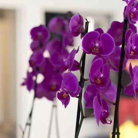 Apartment Orchidea
