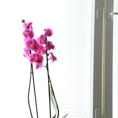 Orchidea